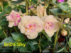0-303 BriD's Silky НОВИНКА