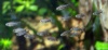 Коридорас-пигмей (лат. corydoras pygmaeus) 1,5см
