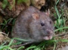 Уничтожение мышей в Каменском