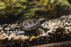 Мускусная обыкновенная черепаха (Sternotherus odoratus)