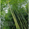 Бамбук Phyllostachys Shanghai 3
