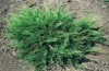 Ялівець горизонтальний Принц оф Уельс (Juniperus horizontalis Prince of Wales, контейнер 1,5 л, диаметр 20- 30 см.