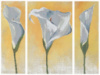 Триптих Каллы: масляная живопись