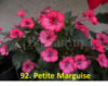 Petite Marguise (арт. 0-196)