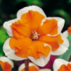 Нарцис Split Corona Orangery 2 шт.