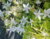 Колокольчик Пожарского белый (Campanula poscharskyana alba)