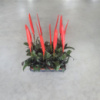 Врієзія ( Vriesea ) - кімнатна рослина сімейства бромелієвих (Bromeliaceae) 9*52