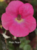 0-316 Pink Pear