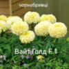 Чорнобривці прямостоячі ВайтГолд F1
