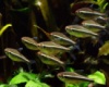 Черный неон (Hyphessobrycon herbertaxelrodi) 2,5см