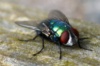 Уничтожение мух в Каменском