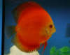 Дискус супер красный (super red) 10см