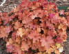 Гейхера Карамель (Heuchera Caramel)