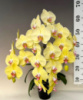 Phal Harck Golden Crown