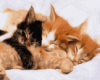 Картина за номерами «Сплячі котики» 40х50см