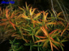 Людвигия дугообразная или аркуата (Ludwigia arcuata)