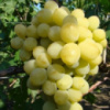 Виноград Афродита бессемянный (вегетирующий саженец)