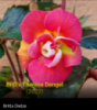 0-114 BriD's Therese Dengel