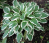 Хоста “Albomarginata” (Hosta undulata ‘Albomarginata’)