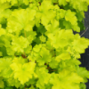 Гейхера ‘Lime Marmalade’ (Heuchera ‘Lime Marmalade’)