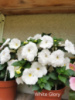 0-257 White Glory
