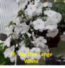 76. Jay Dee Lange White