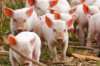 За 2018 год, в Укранине зафиксировано 145 случаев африканской чумы свиней .