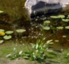 Частуха подорожниковая (Alisma plantago-aquatica)