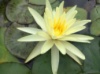Нимфея «Еллоу Куин» (Nymphaea «Yellow Queen») (взрослое растение)