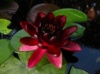 Нимфея	«Блэк Принцес» (Nymphaea «Black Princess») (взрослое растение)