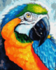 Картина за номерами «Яскравий попуга» 40х50см