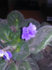 Сенполії (фіалка) синя маленькі дітки 15грн листочок 1 - 5грн