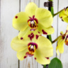 Phal. Romme Yellow Polkadots розмірі 1.7 (торфстакан)