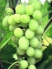 Виноград Агрус (вегетирующий саженец) Черенок 20 грн.