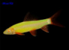Лабео (GloFish) желтый