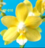 Phal Golden Chips 1.7 (мох) ПРИЇЗД В ЧЕРВНІ