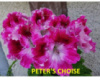 35. PETER'S CHOISE