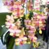 Phal Melody
