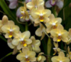 Little Emperor (Zephyr Golden Yellow) квіти 7.5 см 1.7 (торфстакан)