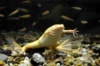 Шпорцевая лягушка желтая(Xenopus laevis)