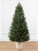 Лапландська зелена 110 см маленька ялинка лита в горщику Сіга Груп