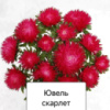 Айстра голчаста Ювель ( Колір: скарлет)