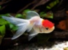 Золотая рыбка - Оранда Красная шапочка (Tancho Oranda) 5-6см