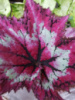 8. DS-Tie Dye