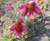 Сон-трава червона (Pulsatilla)
