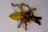 Опасные пауки все чаще кусают днепропетровцев