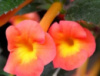 0-231 RF's Tegula Sunrise