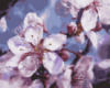 Картина за номерами «Весняний колір» 40х50см