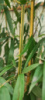 Бамбук Phyllostachys Aureosulcata «Spectabilis»