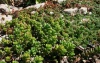 очиток Sedum Coral Carpet